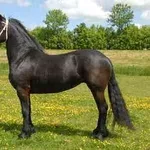 черная кобыла фризской лошади готовы пойти