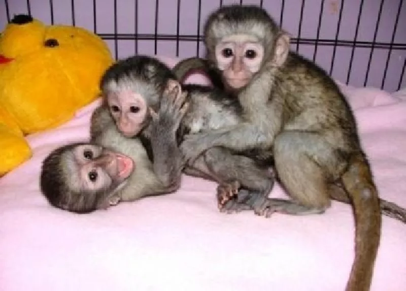 Акробатический ребенка капуцин обезьян для принятия