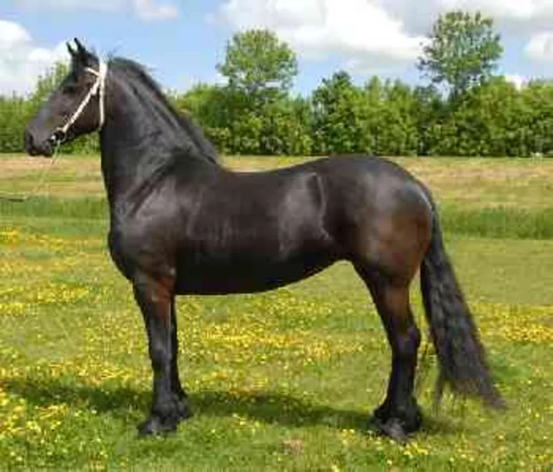 черная кобыла фризской лошади готовы пойти